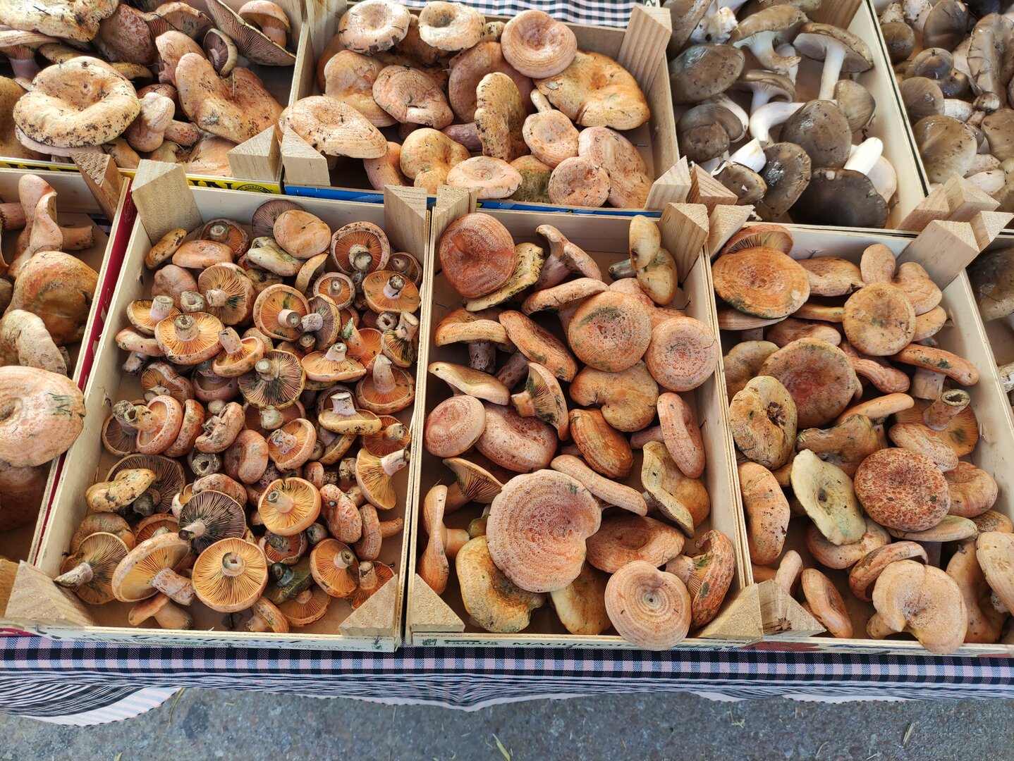 Sortida a Sora. Calders-Navàs-LlosaCavall-Berga-LesLloses-Montesquiu-CostaGats-Mura. 