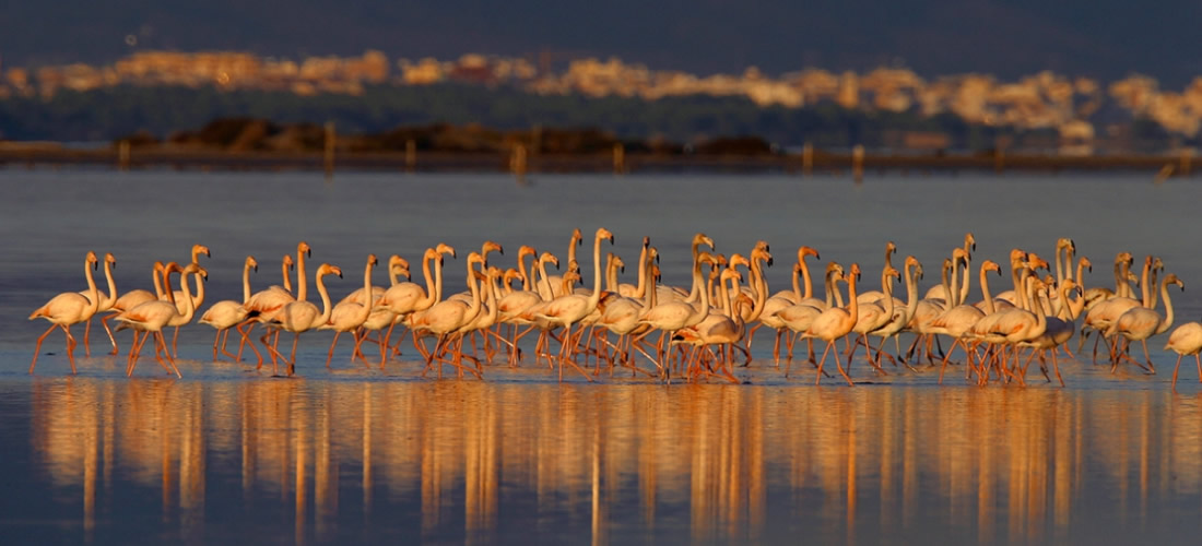 Sortida motorista al Delta